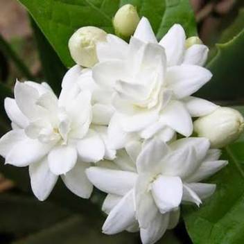 Senecio Jasmine Mogra Seed Price In India Buy Senecio Jasmine Mogra Seed Online At Flipkart Com