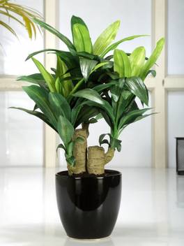 Fourwalls Artificial Dracaena Bonsai Plant In A Ceramic Vase (35 Cm, Green) Multicolor Assorted Artificial Flower with Pot Price in India - Buy Fourwalls Artificial Dracaena Bonsai Plant In A Ceramic Vase ( Fourwalls Artificial Dracaena Bonsai Plant In A Ceramic Vase (35 Cm, Green) Multicolor Assorted Artificial Flower with Pot Price in India - Buy Fourwalls Artificial Dracaena Bonsai Plant In A Ceramic Vase (