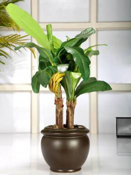 FOURWALLS Artificial Banana Bonsai Plant In A Ceramic Vase (40 Cm Tall, Green) Multicolor Assorted Artificial Flower with Pot Price in India - Buy FOURWALLS Artificial Banana Bonsai Plant In A Ceramic FOURWALLS Artificial Banana Bonsai Plant In A Ceramic Vase (40 Cm Tall, Green) Multicolor Assorted Artificial Flower with Pot Price in India - Buy FOURWALLS Artificial Banana Bonsai Plant In A Ceramic