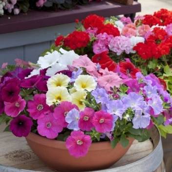 Airex Petunia Mixed Winter Flower Seed Pack Of 10 Seeds Per