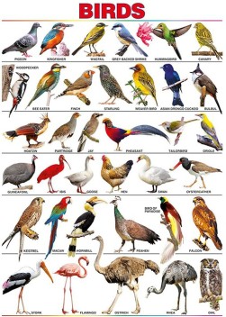 Birds Name Chart