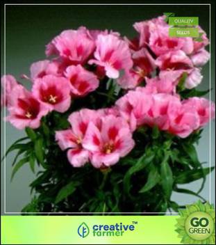 Creative Farmer Hill Clarkia Flower Seeds Flower Seeds Gift Basket Seed Price In India Buy Creative Farmer Hill Clarkia Flower Seeds Flower Seeds Gift Basket Seed Online At Flipkart Com