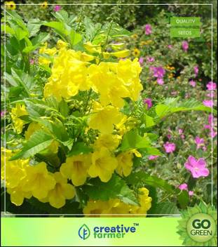 Creative Farmer Yellow Trumpet Flower Seeds For Sowing Seed Price In India Buy Creative Farmer Yellow Trumpet Flower Seeds For Sowing Seed Online At Flipkart Com
