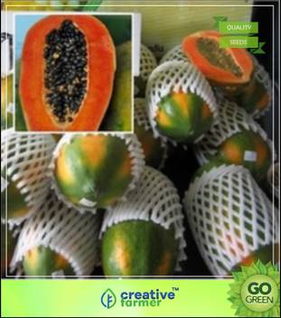 Creative Farmer Fruit Seeds Pappaya Seeds High Quality Seeds Seed Price In India Buy Creative Farmer Fruit Seeds Pappaya Seeds High Quality Seeds Seed Online At Flipkart Com