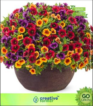 Creative Farmer Nemesia Perennial Flower Seeds For Rainy Season Seed Price In India Buy Creative Farmer Nemesia Perennial Flower Seeds For Rainy Season Seed Online At Flipkart Com