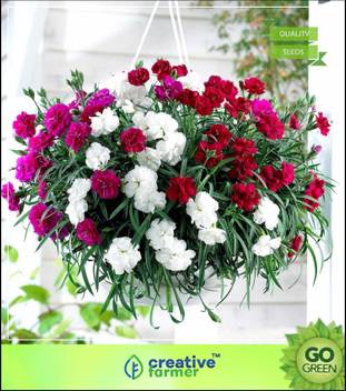 Creative Farmer The Flowers Of God Flower Seeds Winter Flower Seeds Hanging Baskets Seed Price In India Buy Creative Farmer The Flowers Of God Flower Seeds Winter Flower Seeds Hanging Baskets