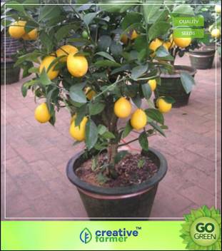 creative farmer Lemon Tree Bonsai Tree, Heirloom Fruit Seeds For Kitchen Garden Seed Price in India - Buy creative farmer Lemon Tree Bonsai Tree, Heirloom Fruit Seeds For Kitchen Garden Seed online creative farmer Lemon Tree Bonsai Tree, Heirloom Fruit Seeds For Kitchen Garden Seed Price in India - Buy creative farmer Lemon Tree Bonsai Tree, Heirloom Fruit Seeds For Kitchen Garden Seed online