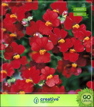 Creative Farmer Nemesia Scrophulariaceae Dog Flower Family Flower Seeds For India Seed Price In India Buy Creative Farmer Nemesia Scrophulariaceae Dog Flower Family Flower Seeds For India Seed Online