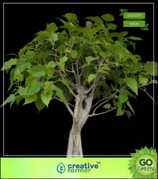 Creative Farmer Tree Seeds For Outdoor Peepaltree Bodhi Satva Tree