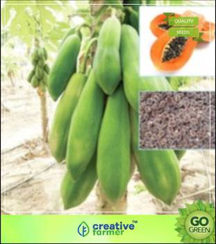 Wallpaper Creative Farmer Papaya Seeds Pusa Fruit Seeds For Kitchen Garden HD