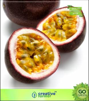 Get Wallpaper Creative Farmer Fruit Seeds Passion Fruit Purple Pink Crown Blooms Fruit Seeds For Planting Fruit Seeds Seed Price In India Buy Creative Farmer Fruit Seeds Passion Fruit Purple Pink For iPhone Free