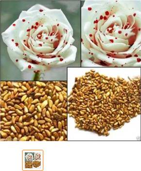 Priyathams White Drop Of Blood Rose Seeds Magical Flowers Imported Plant Seed Price In India Buy Priyathams White Drop Of Blood Rose Seeds Magical Flowers Imported Plant Seed Online At Flipkart Com