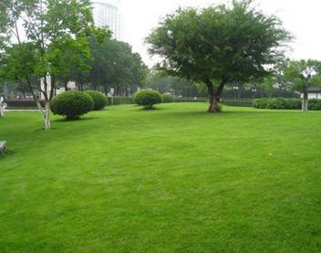 Vs Global Turf Grass Evergreen Lawn Grass Seeds 200 Per Pocket