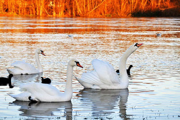 Animal Nature Wildlife Print NEW POSTER Duck