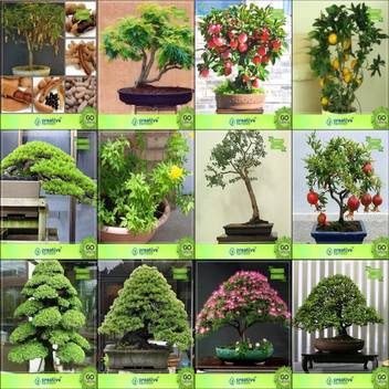 Creative Farmer Bonsai Seeds Seeds Garden Combo Tamarind Gulmohar Apple Lemonhoop Pine Tecoma Stans Eucalyptus Grandis Pomagranate Nana Cryptomaria Japonica Garden Seeds Seed Price In India Buy Creative Farmer Bonsai Seeds Seeds Garden