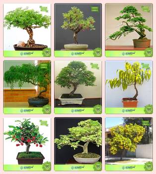Creative Farmer Bonsai Seeds Garden Seeds Combo Acacia Mangium
