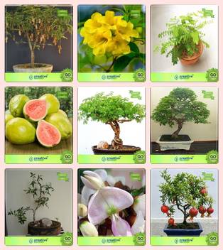 Creative Farmer Bonsai Seeds Plants Seeds Combo Tamarind Tecoma Stans Adenanthera Pavonina Thailand Guava Acacia Mangium Divi Divi Plywood Tree Pongamia Pinnata Indian Beech Pomagranate Nana Garden Seeds Seed Price In India Buy Creative Farmer