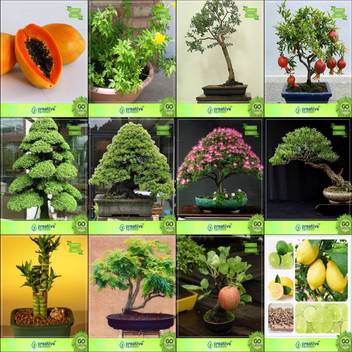 Creative Farmer Bonsai Seeds Fruit Combo Combo Papaya Tecoma Stans Eucalyptus Grandis Pomagranate Nanacryptomaria Japonica Pinus Roxburghaii Albizia Lebbeck Eucalyptus Bamboo Garden Seeds Seed Price In India Buy Creative Farmer Bonsai