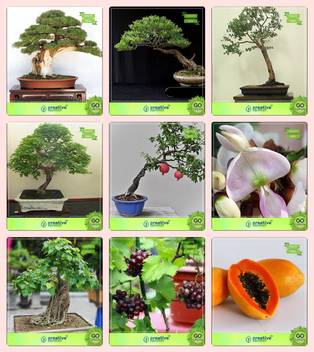 Creative Farmer Bonsai Seeds Bonsai Suitable Plant Seeds Combo Thuja Orientalis Eucalyptus Eucalyptus Grandis Divi Divipomagranate Pongamia Pinnata Indian Beech Ficus Religiosa Grape Papaya Garden Seeds Seed Price In India Buy Creative