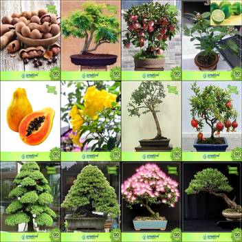 Creative Farmer Bonsai Seeds Seeds In Garden Combo Tamarind Gulmohar Apple Lemonpapaya Tecoma Stans Eucalyptus Grandis Pomagranate Nana Cryptomaria Japonica Garden Seeds Seed Price In India Buy Creative Farmer Bonsai Seeds Seeds In