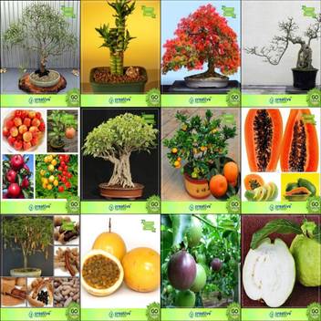 Creative Farmer Bonsai Seeds Combo Seeds Combo Eucalyptus Grandis Bamboo Gulmohar Jacarandaapple Ficus Religiosa Orange Papaya Tamarind Garden Seeds Seed Price In India Buy Creative Farmer Bonsai Seeds Combo Seeds Combo Eucalyptus