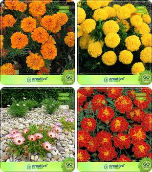Creative Farmer Flower Seeds Seeds For Planting Winter Summer Winter All Season Combo Marigold Orange Marigold Dhan Basanti Burf Yellow Marigold Bolero Red Flower Seeds Seed Price In India Buy