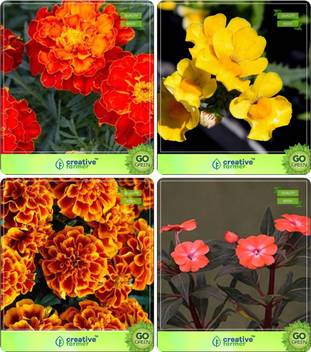 Creative Farmer Flower Seeds Plant Seeds For Home Garden Winter Summer Winter Summer Combo Marigold Bolero Red Nemesia Marigold Bicolour Balsam Flower Seeds Seed Price In India Buy
