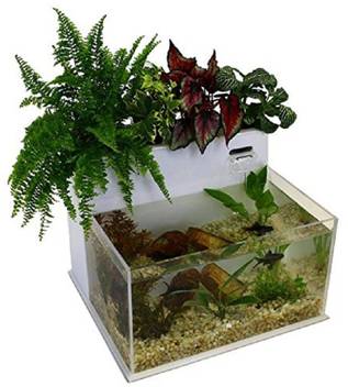 Greenthrills Medium Aquaponic Kit Acrylic Material Plant