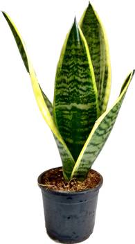 Root Bridges Snake Plant Price In India Buy Root Bridges Snake Plant Online At Flipkart Com We are one of the top wholesale snake suppliers with one of the greatest selections you will find. root bridges snake plant