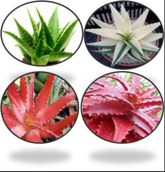 Greenly Aloe Vera Green Plant Seeds Red Aloe Vera Seeds And White