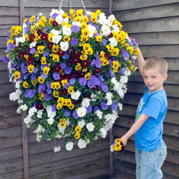 Image Result For Pansy Flower Viooltjes Paarse Bloemen Bloemen Foto S