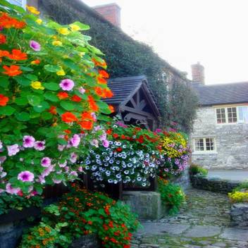 Creative Farmer Flower Seeds Nasturtium Home Depot Fence Flower