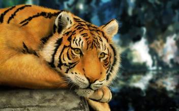 Bengali Tiger Poster Paper Print Animals Posters In India Buy Art Film Design Movie Music Nature And Educational Paintings Wallpapers At Flipkart Com