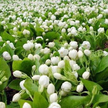 Vs Global Imported Jasmine Flower Plant 100 Per Pocket Seed Price In India Buy Vs Global Imported Jasmine Flower Plant 100 Per Pocket Seed Online At Flipkart Com