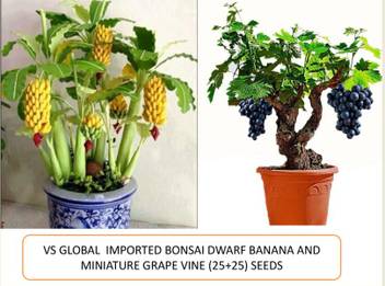 Vs Global Imported Bonsai Dwarf Banana And Miniature Grape Vine 50 Per Pocket Seed Price In India Buy Vs Global Imported Bonsai Dwarf Banana And Miniature Grape Vine 50 Per Pocket Seed Online