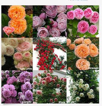 Priyathams 100pcs Climbing Rose Seed Multiflora Perennial Fragrant Rose Flower Seeds Home Decor Seed Price In India Buy Priyathams 100pcs Climbing Rose Seed Multiflora Perennial Fragrant Rose Flower Seeds Home Decor