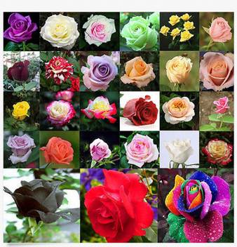 Priyathams Imported Worlds Rare 27 Colors Of 100 Seed All Mix Rose Plant Seed Price In India Buy Priyathams Imported Worlds Rare 27 Colors Of 100 Seed All Mix Rose Plant