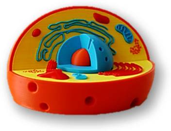 Prototype Human Cell Anatomy And Physiology 3d Model Price In