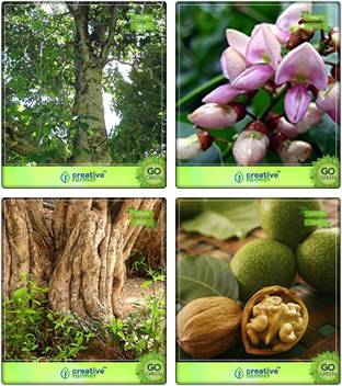 Creative Farmer Tree Combo Seeds Gmelina Arborea Pongamia Pinnata Wrightia Tinctoria Wallnut Combo For Home Garden