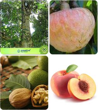 Creative Farmer Tree Combo Seeds With High Germination Gmelina Arborea Anona Squamosa Wallnut Peach Combo For