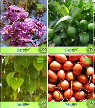 Creative Farmer Tree Seeds Home Depot Queen Crape Myrtle Citrus Seeds Ficus Religiosa Mamosa Elangi Combo
