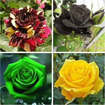 Priyathams Gardens Rare Exotic 20 Rose Flower Seeds Combo Black