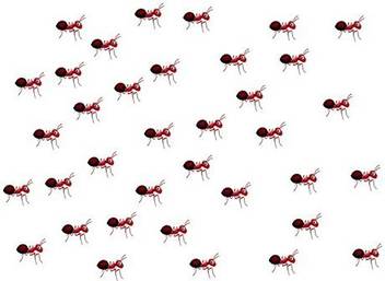 Insectsales Com Live Ants For Ant Farms With Free Ant Food 36