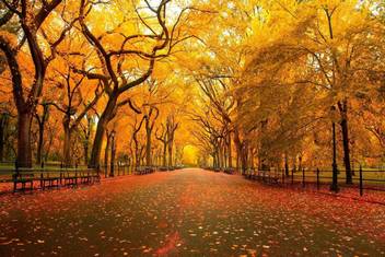 Exclusive Azohp1492 Beautiful Autumn Full Hd Poster Latest Best