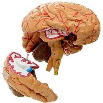 Anatomical Human Brain Model Price In India Buy Anatomical Human Brain Model Online At Flipkart Com