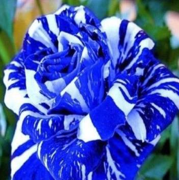 Elif Imported Worlds Rare Blue Dragon Rose Plant Seed Price In India Buy Elif Imported Worlds Rare Blue Dragon Rose Plant Seed Online At Flipkart Com