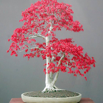 20 PCS Seeds Japanese Pink Maple Bonsai Tree Garden Plants Free Shipping 2019 N