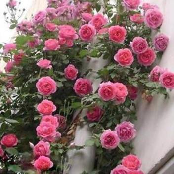 Priyathams Pink Climbing Rose Plant Seed Price In India Buy Priyathams Pink Climbing Rose Plant Seed Online At Flipkart Com