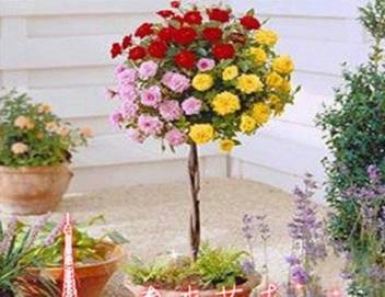 Elif Rare Rose Tree Seeds Chinese Rose Color Bonsai Tree Roses Plant Seed Price In India Buy Elif Rare Rose Tree Seeds Chinese Rose Color Bonsai Tree Roses Plant