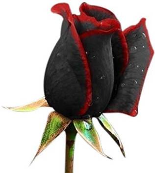 Priyathams True Blood Black Rose Flower Seed Price In India Buy Priyathams True Blood Black Rose Flower Seed Online At Flipkart Com